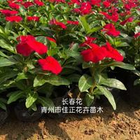 山东长春花基地 天天开雁来红批发价格