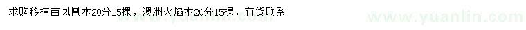 求购20公分凤凰木、澳洲火焰木