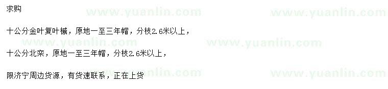 求购10公分金叶复叶槭、北栾