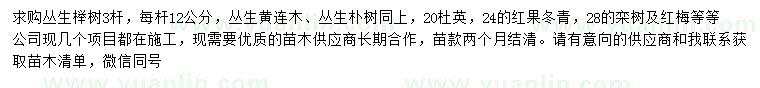 求购丛生榉树、丛生黄连木、丛生朴树等