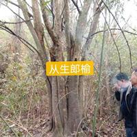 江西九江丛生榔榆哪里好/哪家便宜