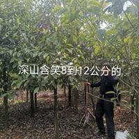 江西九江深山含笑8-12公分价格优惠