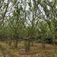 大小规格拼栽丛生朴树4-6杆 浙江丛生朴树价格 湖州丛生朴树基地