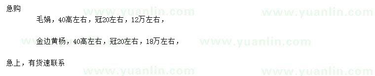 求购高40公分毛鹃、金边黄杨