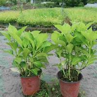 绣球出售 八仙花出售 绣球基地供应