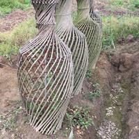 造型紫薇 丛生紫薇 江西紫薇1-10公分