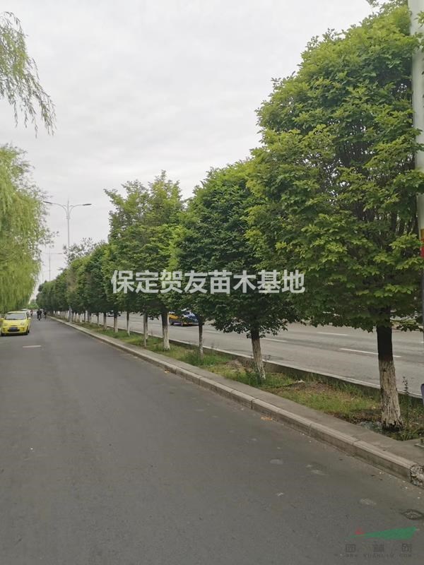   常年供应圓冠榆 规格全面 数量多 质量好 价格美丽