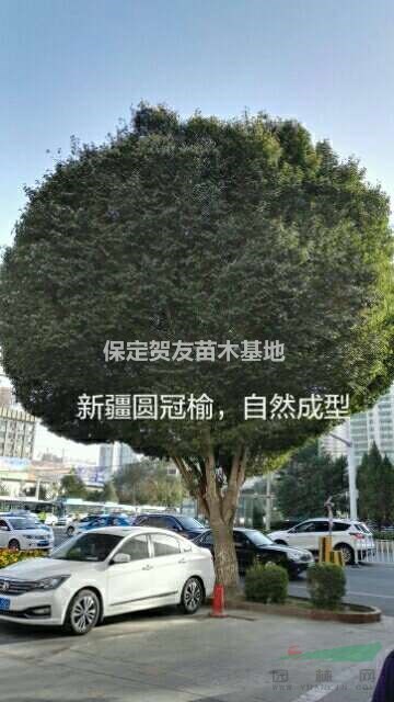   常年供应圓冠榆 规格全面 数量多 质量好 价格美丽