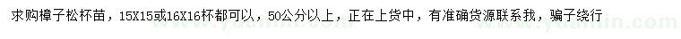 求购50公分以上樟子松