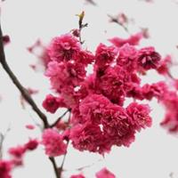 春节花海  台湾牡丹樱（八重寒绯樱）