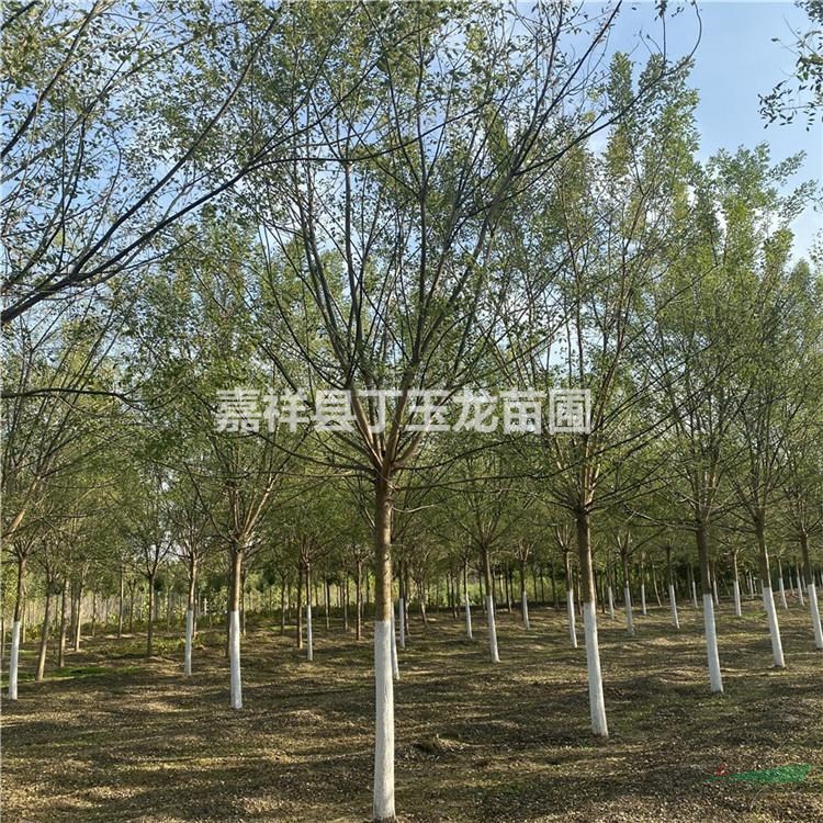 供应國槐树 移栽國槐18-20-30公分可选 杆直冠大 