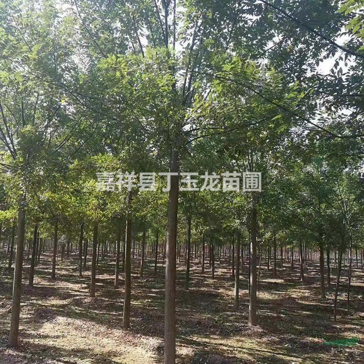供应國槐树 移栽國槐18-20-30公分可选 杆直冠大 