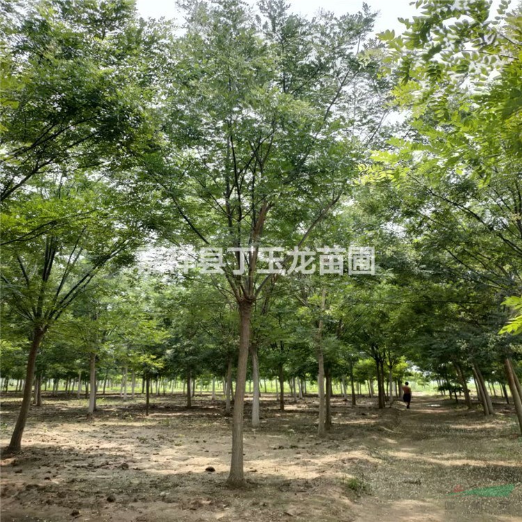 出售國槐树 规格全  价格优惠