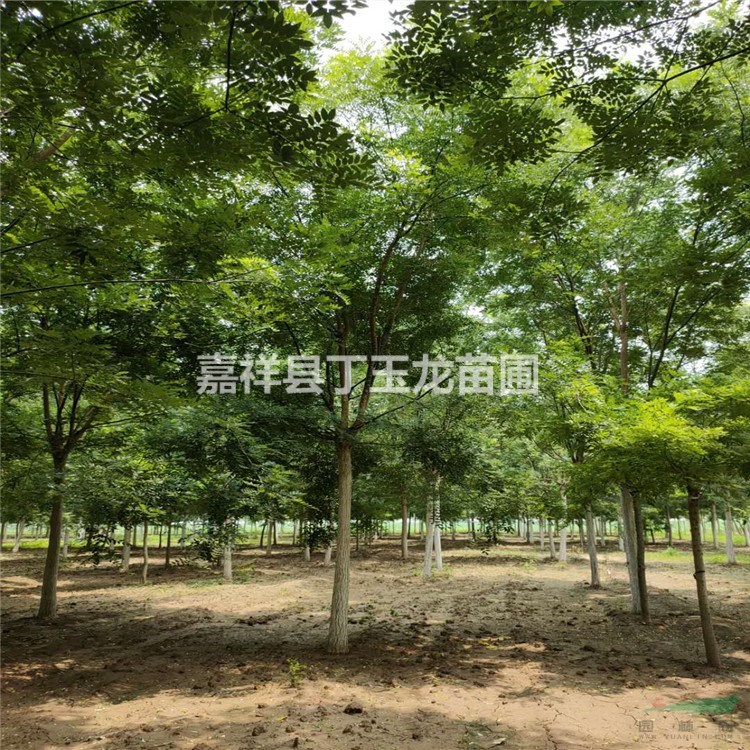 出售國槐树 规格全  价格优惠