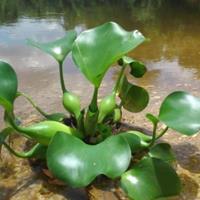 水生植物 凤眼莲