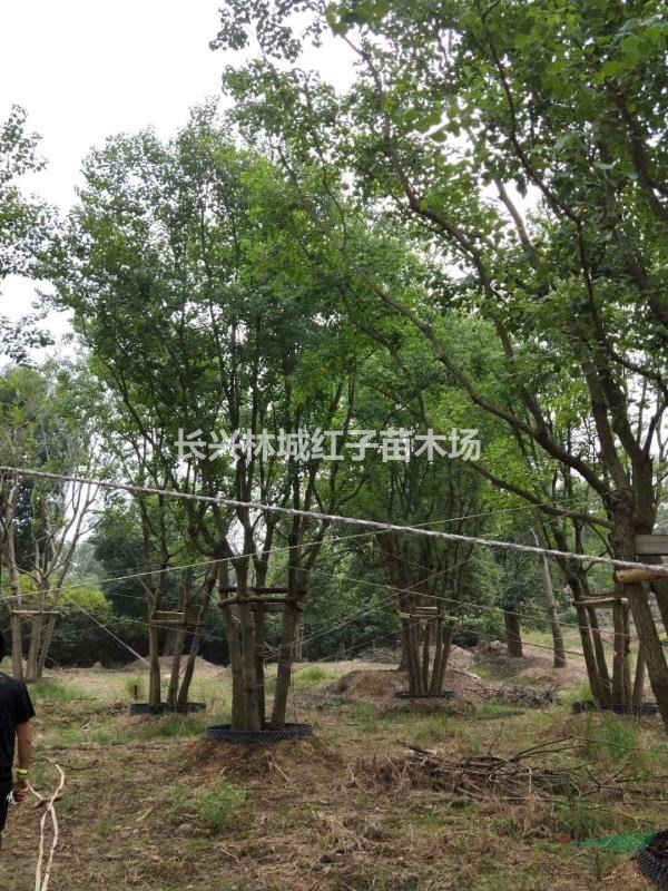 浙江林城烏桕樹