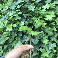 爬山虎植物墙 爬山虎批发基地 爬山虎杯苗价格