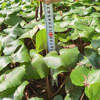 大吴风草杯苗,大吴风草种植基地,吴风草批发价