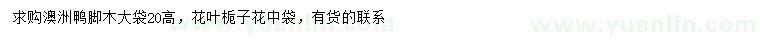 求购高20公分澳洲鸭脚木、花叶栀子花