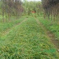 江苏麦冬草 麦冬草基地批发/供应