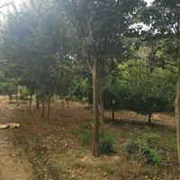 江苏木瓜树 木瓜树基地介绍/特征/用途