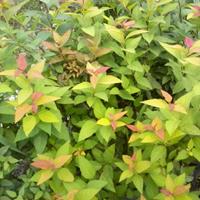 绣线菊基地出售.30-50高绣线菊价格，四川绣线菊种植基地