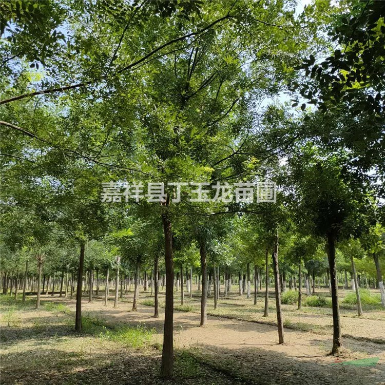 12公分的國槐樹的價格