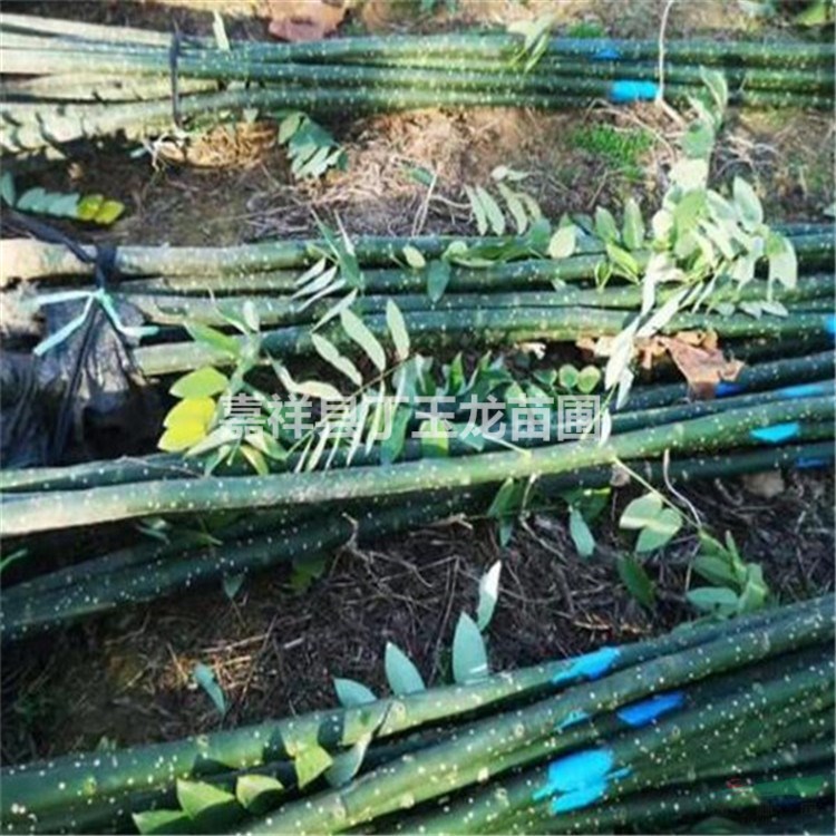 淑女國槐树苗 2-3公分淑女槐育苗技术