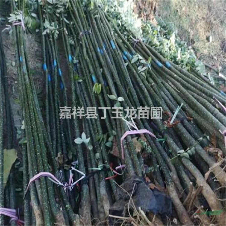 淑女國槐树苗 2-3公分淑女槐育苗技术