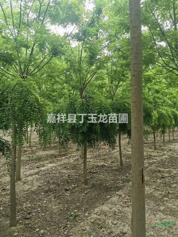 出售龙爪槐 垂槐种植基地 