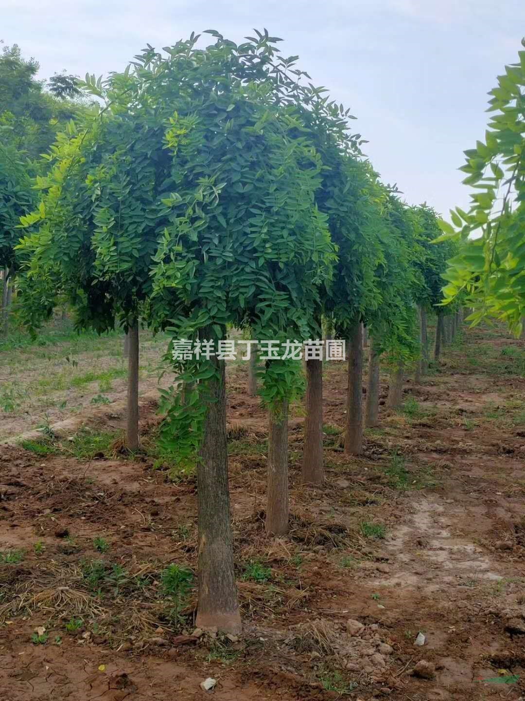 出售龙爪槐 垂槐种植基地 