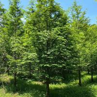 精品水杉工程苗,行道树水杉种植基地,四川水衫报价