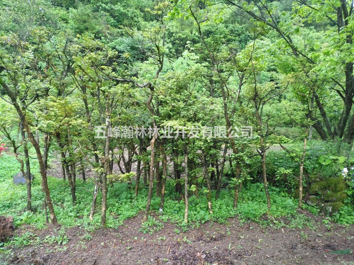 米徑5-10厘米黃楊