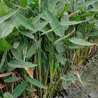 水生植物再力花旱伞草基地有售 水生植物基地