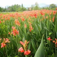 攀枝花美人蕉批发种植基地