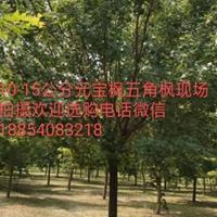 廊坊元宝枫五角枫种植基地供应8-10-12公分元宝枫五角枫