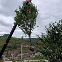 樱花基地 樱花出售 樱花苗木供应  樱花销售