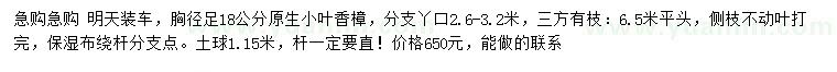 求购胸径18公分小叶香樟