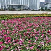 碧冬茄城市道路造景花海，矮牵牛花海工程，草花花海花田城市绿化