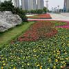 万寿菊雏菊景观花海花田设计，公园花田造景，城市道路草花花海