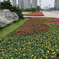 万寿菊雏菊景观花海花田设计，公园花田造景，城市道路草花花海