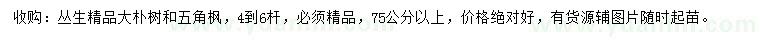 求购75公分以上丛生朴树、五角枫