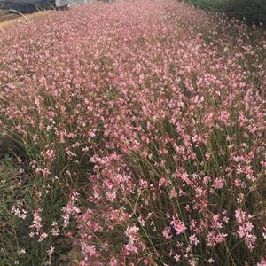 千鸟花自产自销 千鸟花批发价格60万千鸟花基地直销