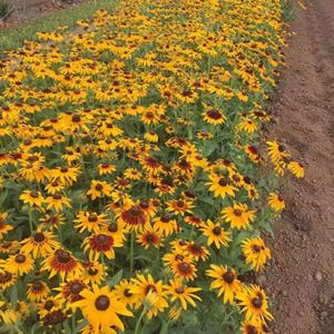 黑心菊基地直销 黑心菊种植基地  黑心菊批发价格