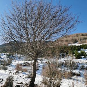 单棵山丁子批发基地