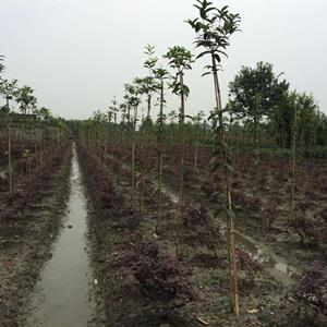 桂花条子，桂花花瓶编织材料。桂花价格