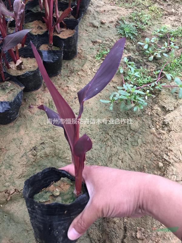 紫葉美人蕉自产自销 紫葉美人蕉种植基地 批发价格