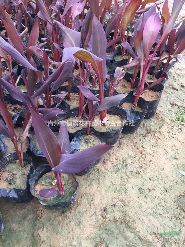 紫葉美人蕉自产自销 紫葉美人蕉种植基地 批发价格