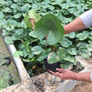 睡莲自产自销  睡莲种植基地 睡莲批发价格