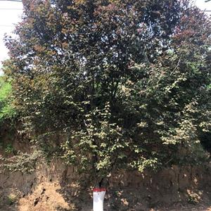 10公分红叶李多少钱一棵？12公分红叶李产地价格，供应山西红叶李